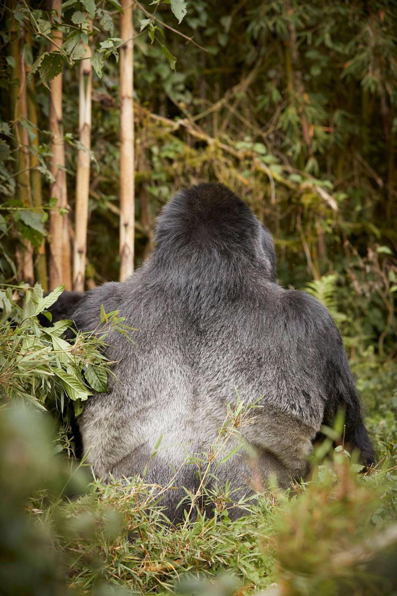 Отель One&Only Gorilla'S Nest Kinigi Экстерьер фото